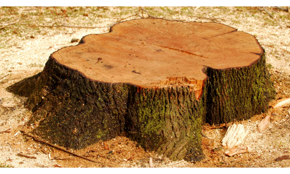 What Happens to Tree Stumps after Tree Removal?